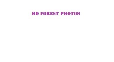 HD Forest Photos HD Photos
